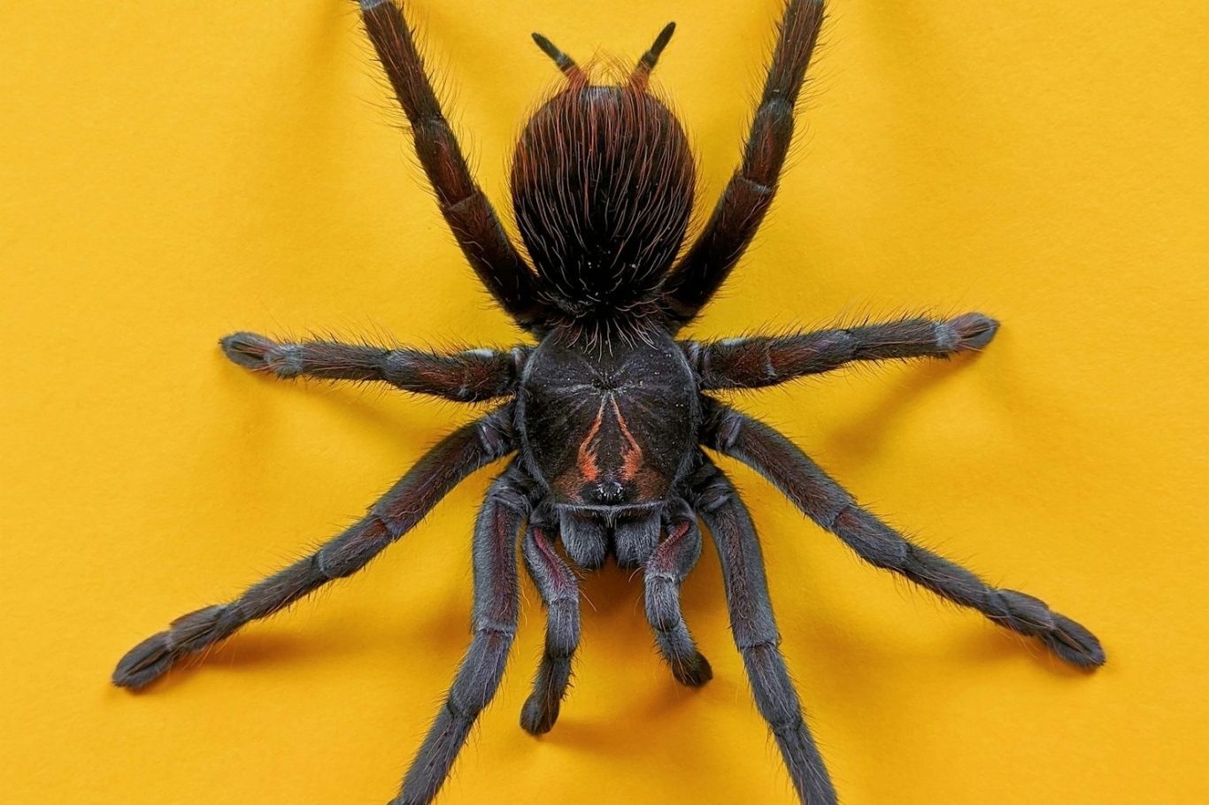  Webspinne, Wolfspinne